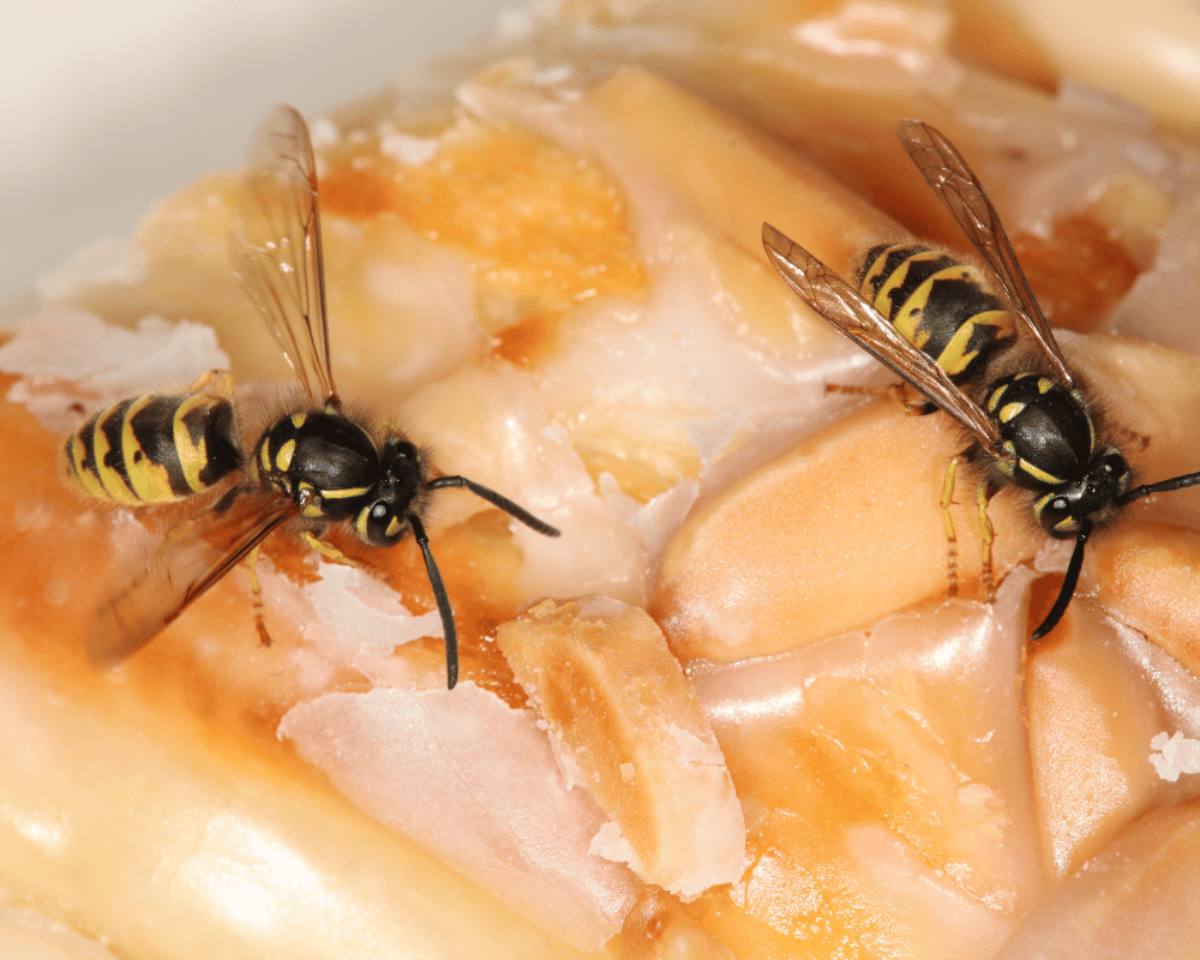 Wespen auf Bienenstich Kuchen