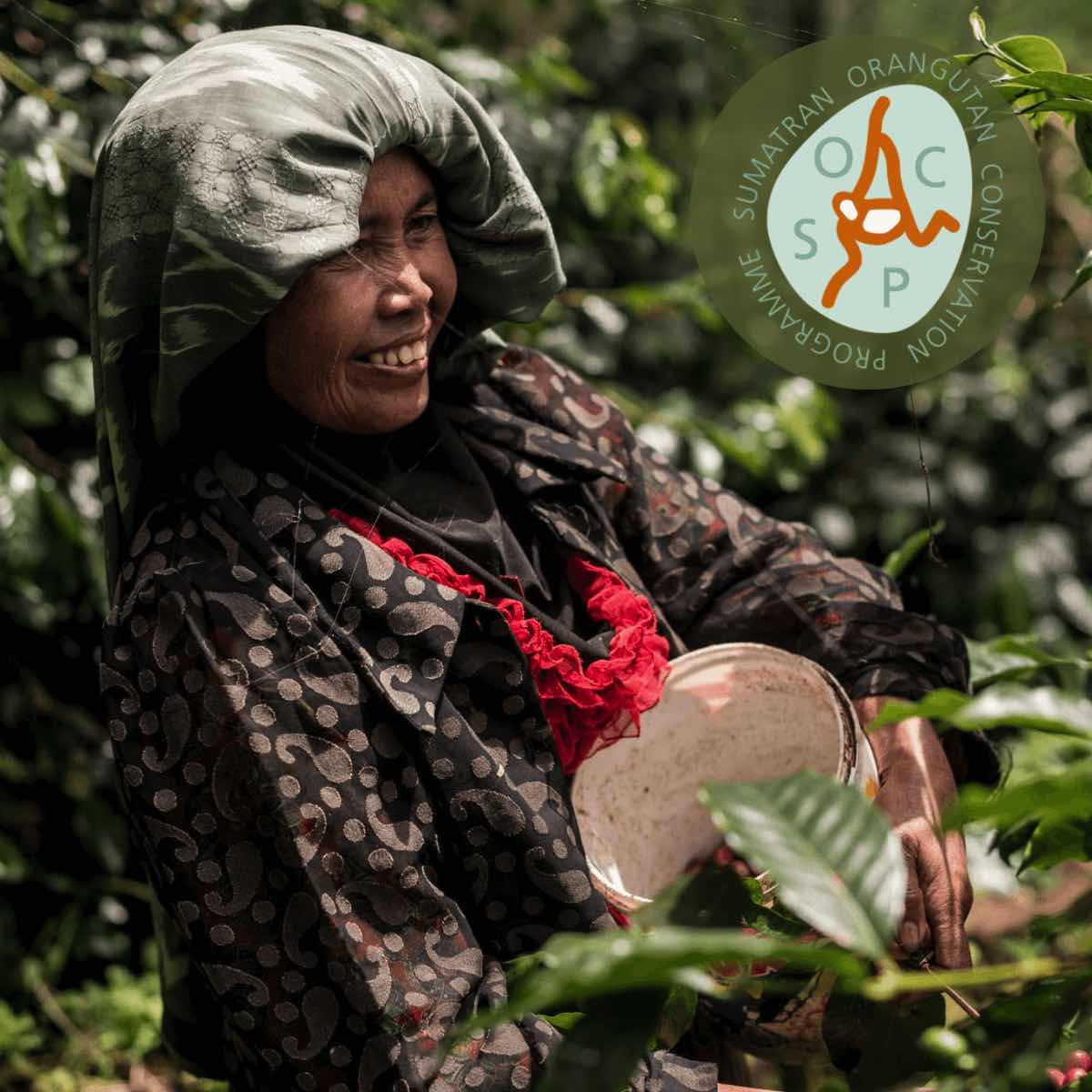 Tropical Mountains Sumatra Fair Trade Kaffee-Kapseln 21 Stück